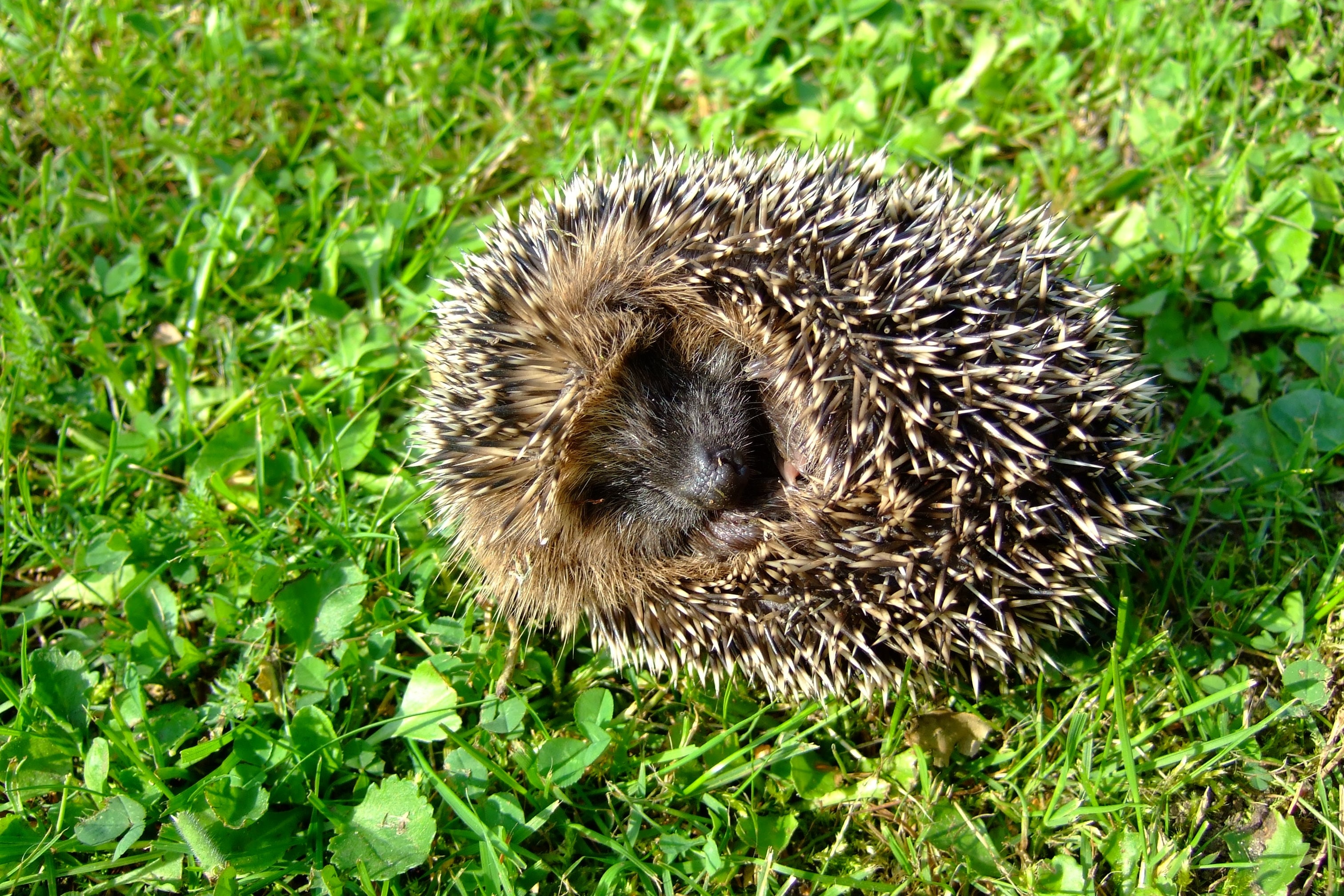 Rush, Nature, Cute, Prickly, Hedgehog, hedgehog, grass