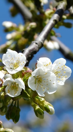 Biel, Bloom, Apple, Flowers, Joy, Spring, flower, white color thumbnail