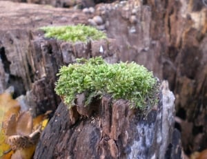 green algae thumbnail