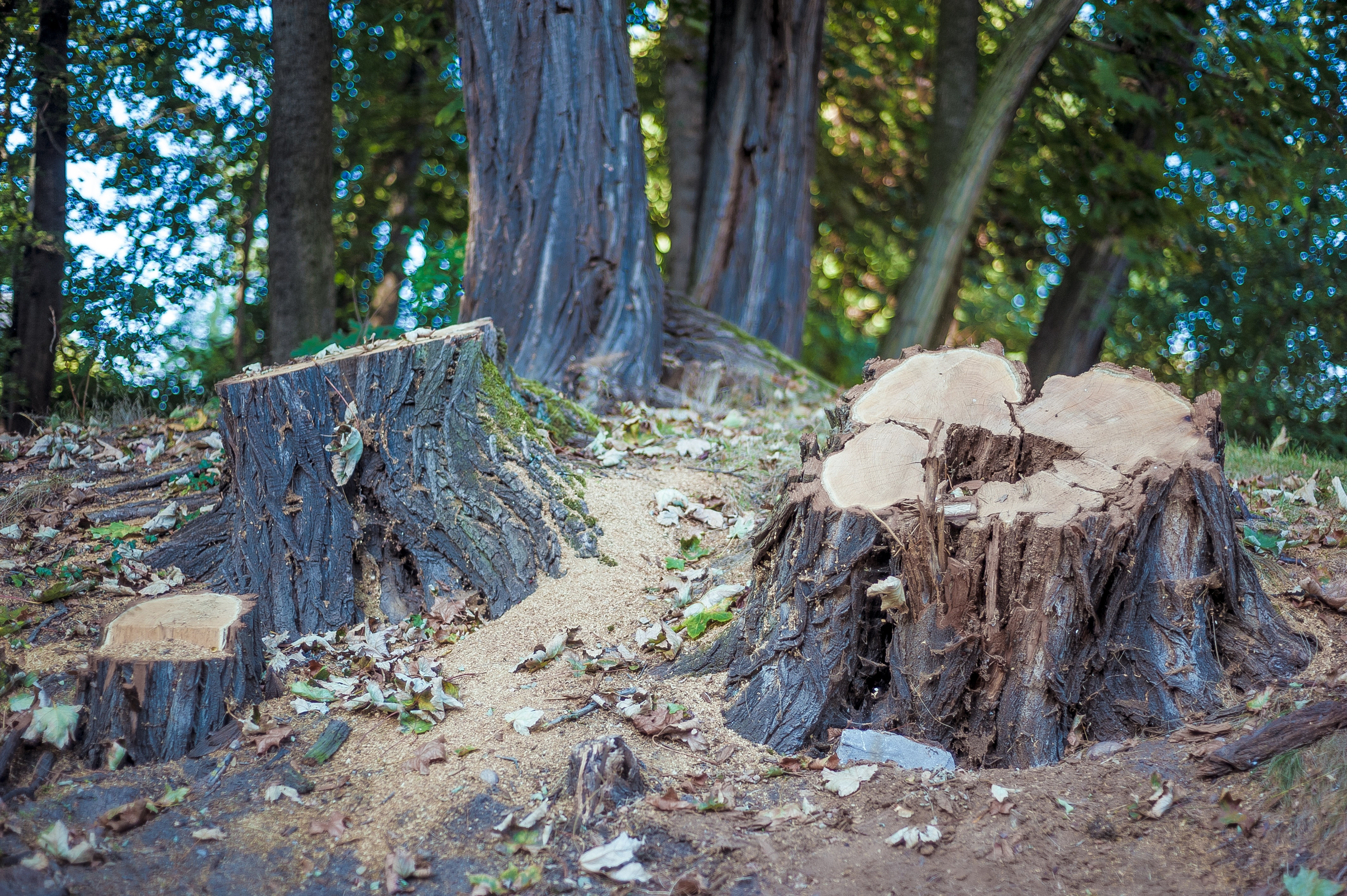 brown cut-off tree trunks