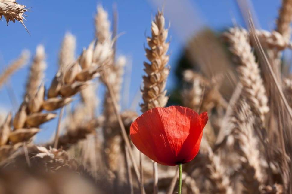 red clustered petal flower and wheat grains preview