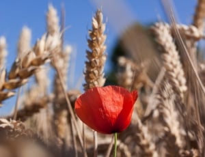 red clustered petal flower and wheat grains thumbnail