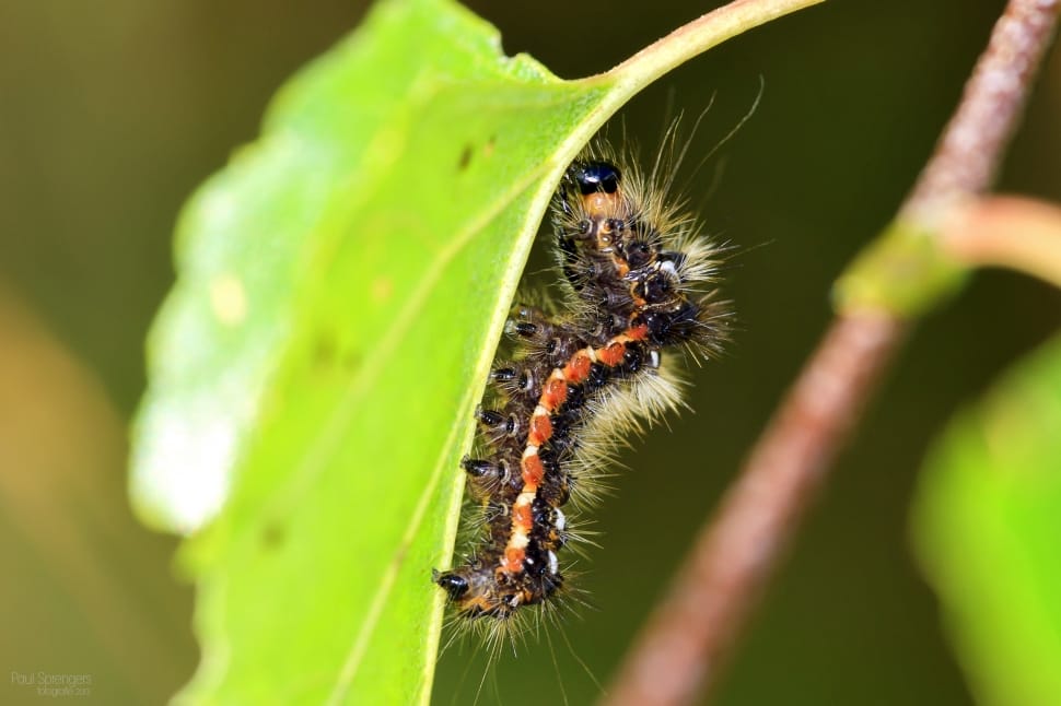red and black tussock moth caterpillar preview