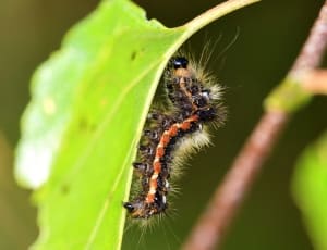 red and black tussock moth caterpillar thumbnail