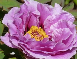 pink petaled flower blooming during daytime thumbnail