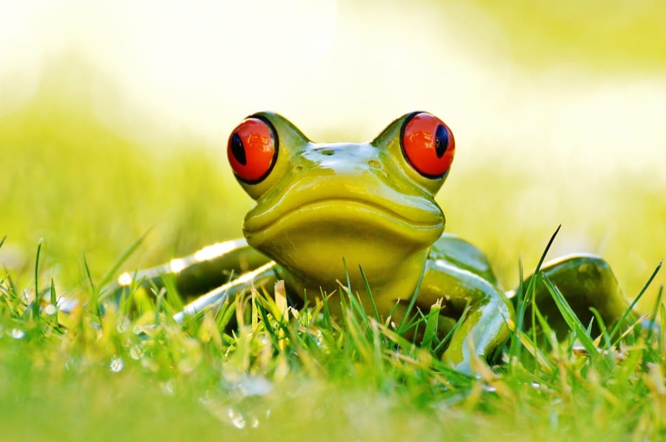 Fig, Meadow, Cute, Frog, Green, Animal, grass, one animal preview