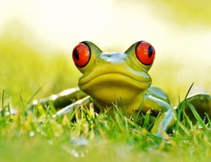 Fig, Meadow, Cute, Frog, Green, Animal, grass, one animal thumbnail
