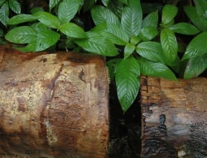2 brown wood logs thumbnail