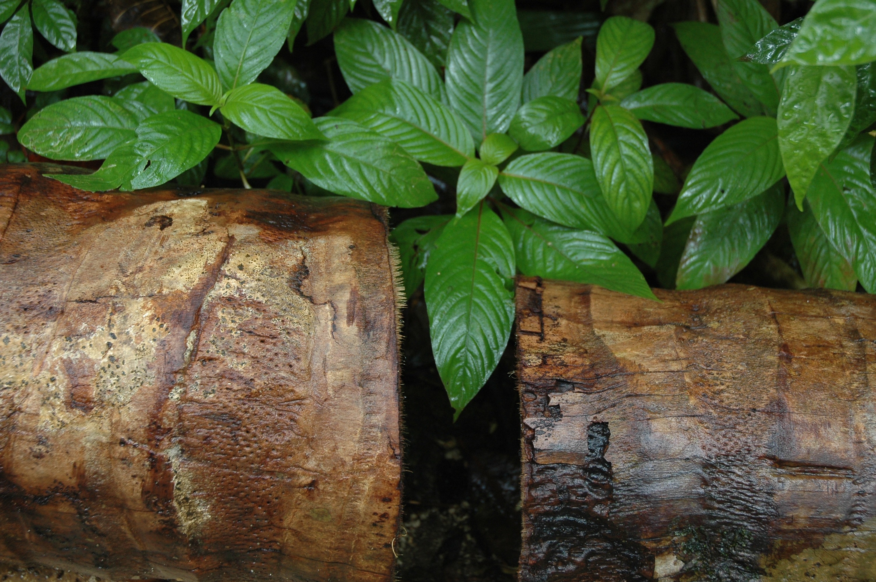 2 brown wood logs
