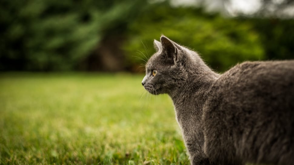 black cat on green grass field during daytime preview