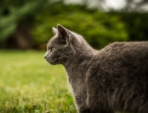 black cat on green grass field during daytime thumbnail