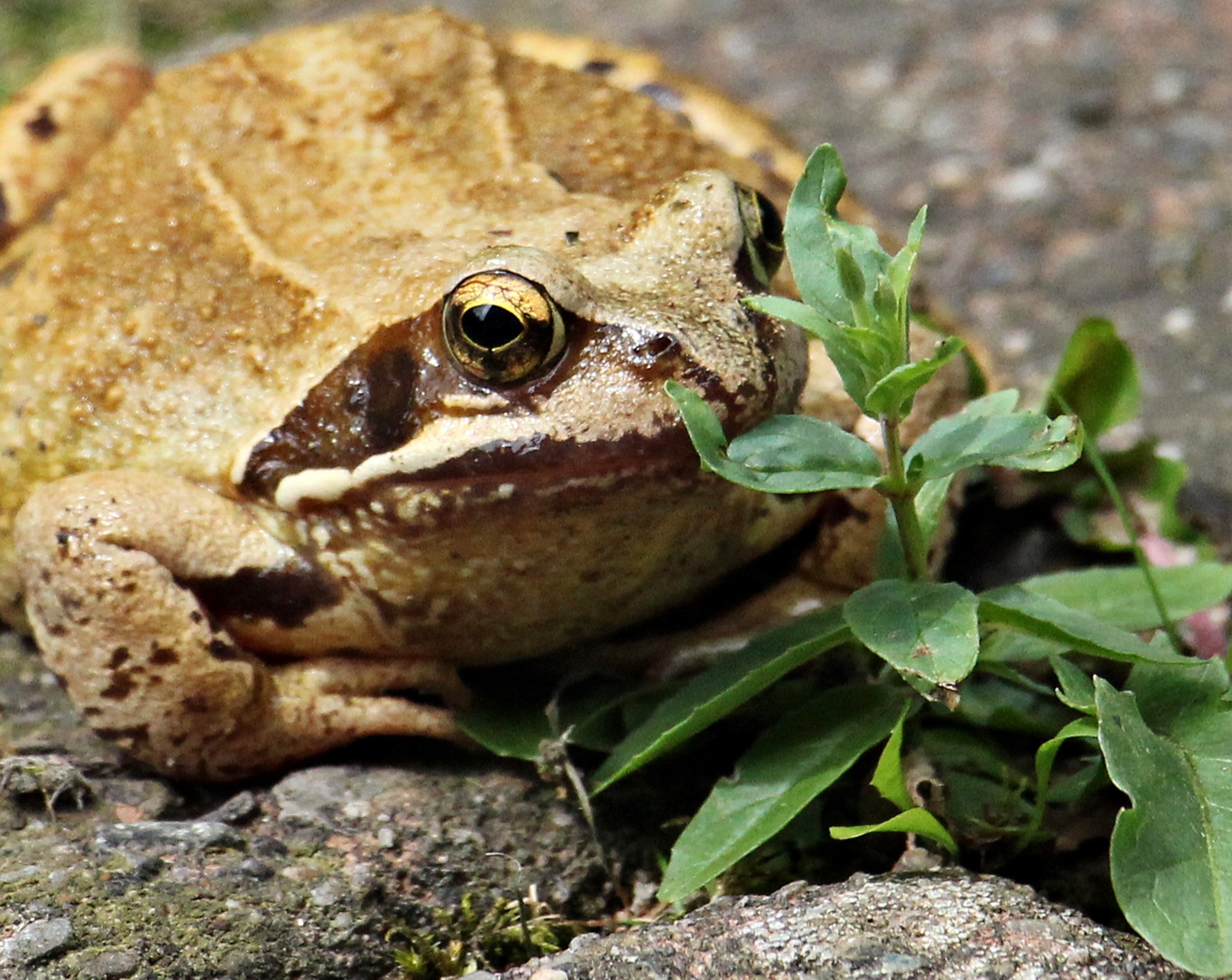 brown toad