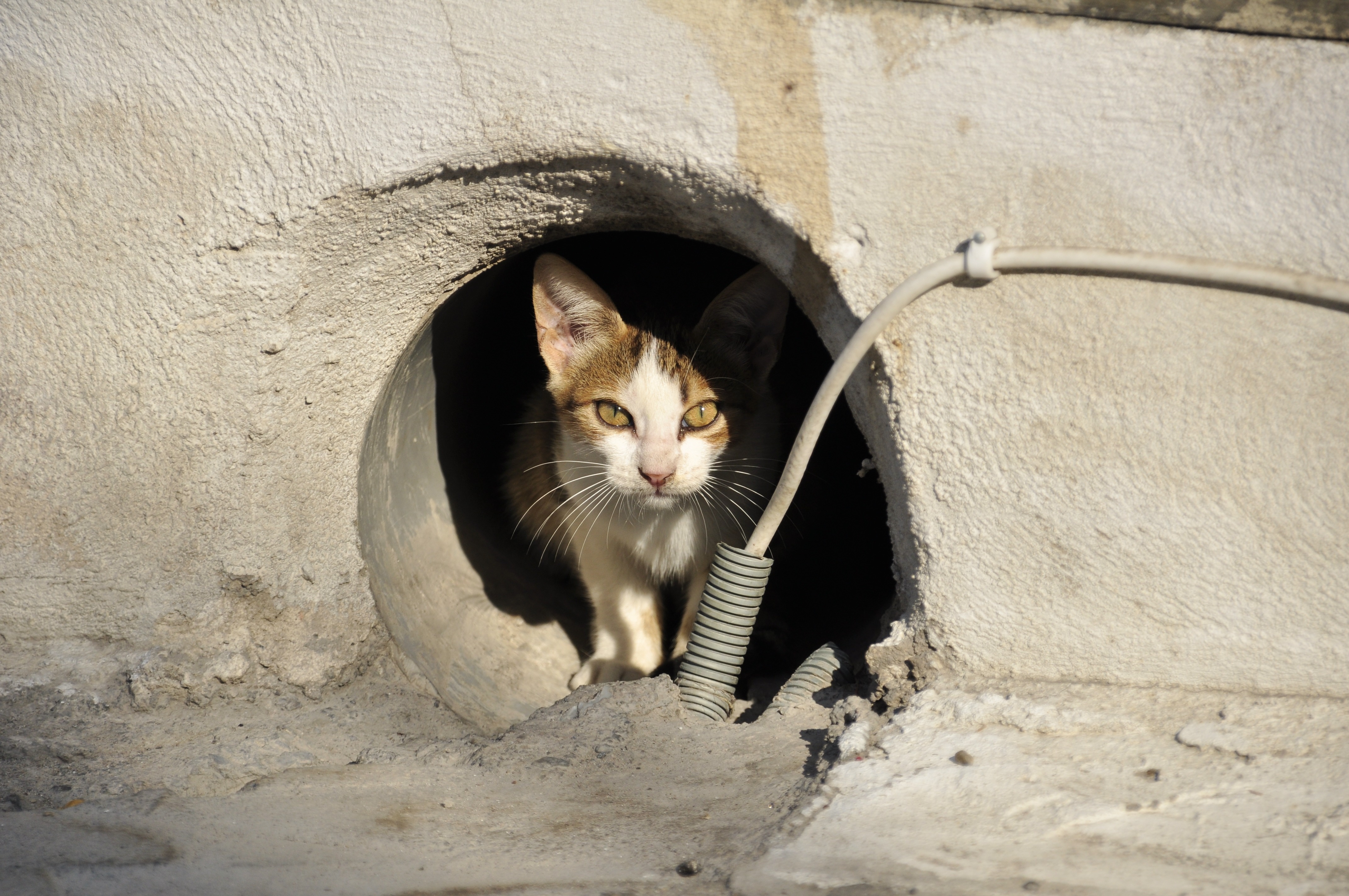 white and brown short fur catt