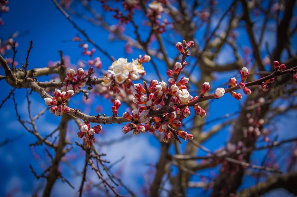 white and red petaled flower under blue sky preview