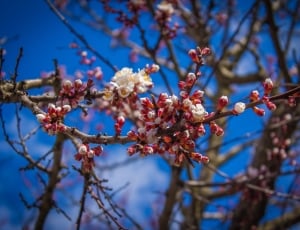 white and red petaled flower under blue sky thumbnail