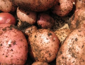 brown potato thumbnail