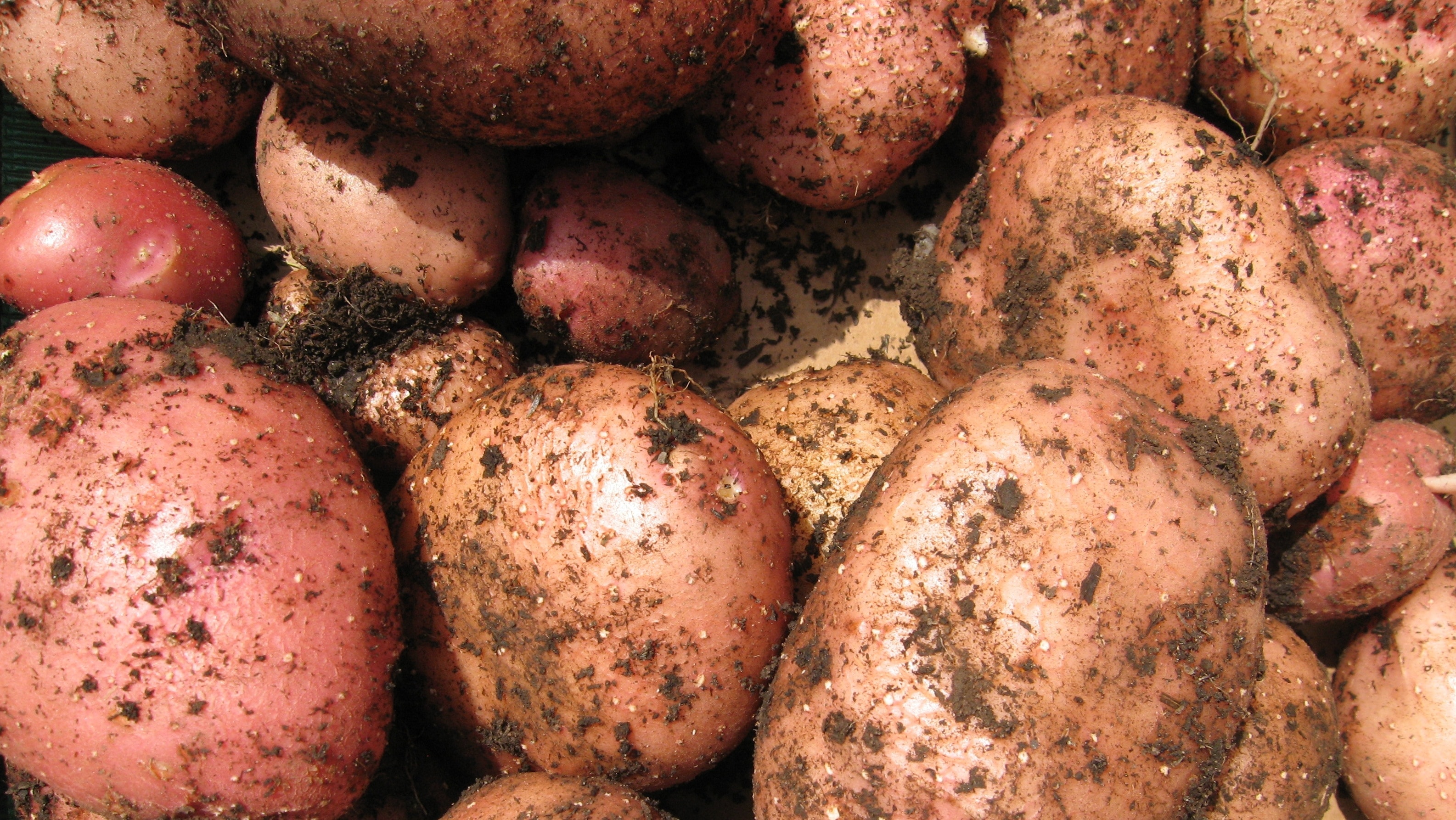brown potato