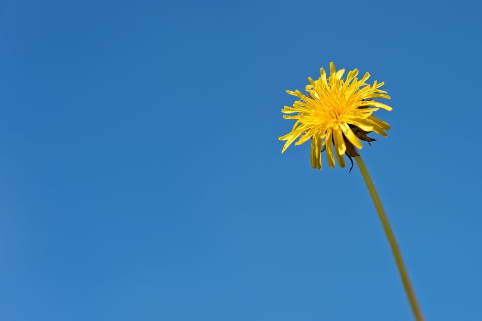 yellow dandelion flower preview