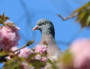 Bird, Head, Pigeon, Blossom, one animal, bird thumbnail