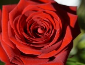 Red, Flower, Blossom, Rose, Red Rose, flower, rose - flower thumbnail
