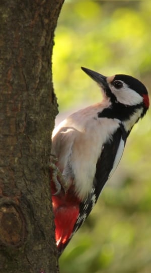 Log, Bird, Great Spotted Woodpecker, one animal, animal wildlife thumbnail