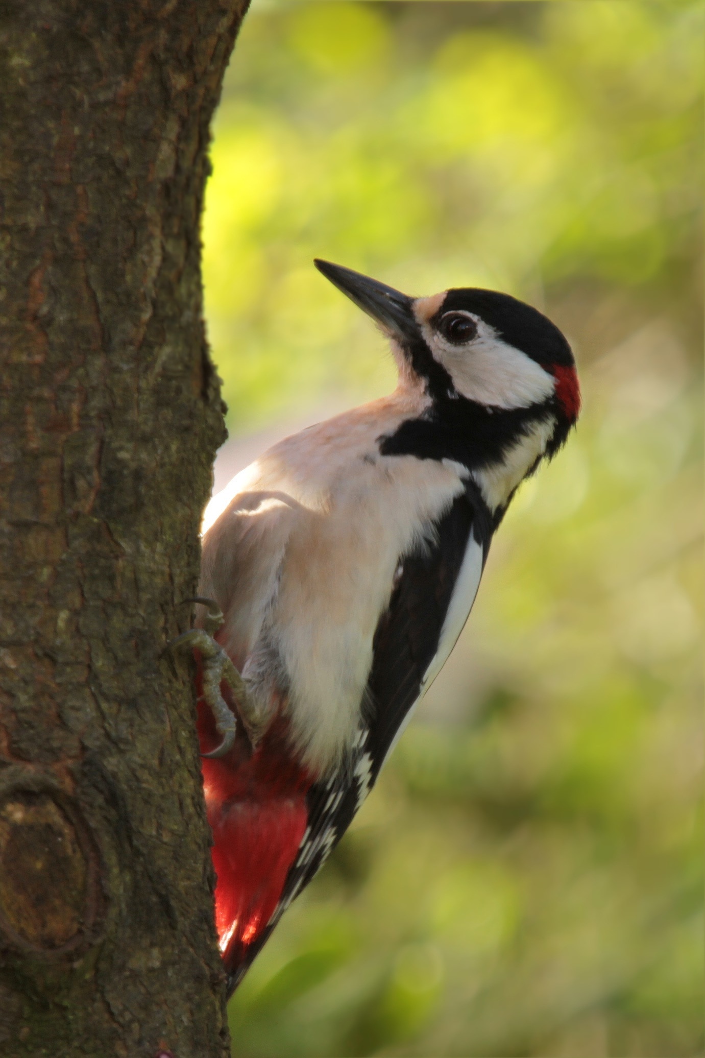 Log, Bird, Great Spotted Woodpecker, one animal, animal wildlife