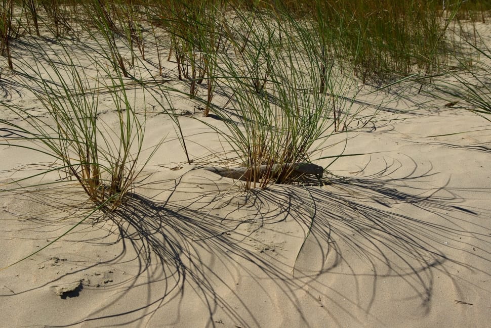 green grasses sprouting in sand preview