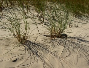 green grasses sprouting in sand thumbnail