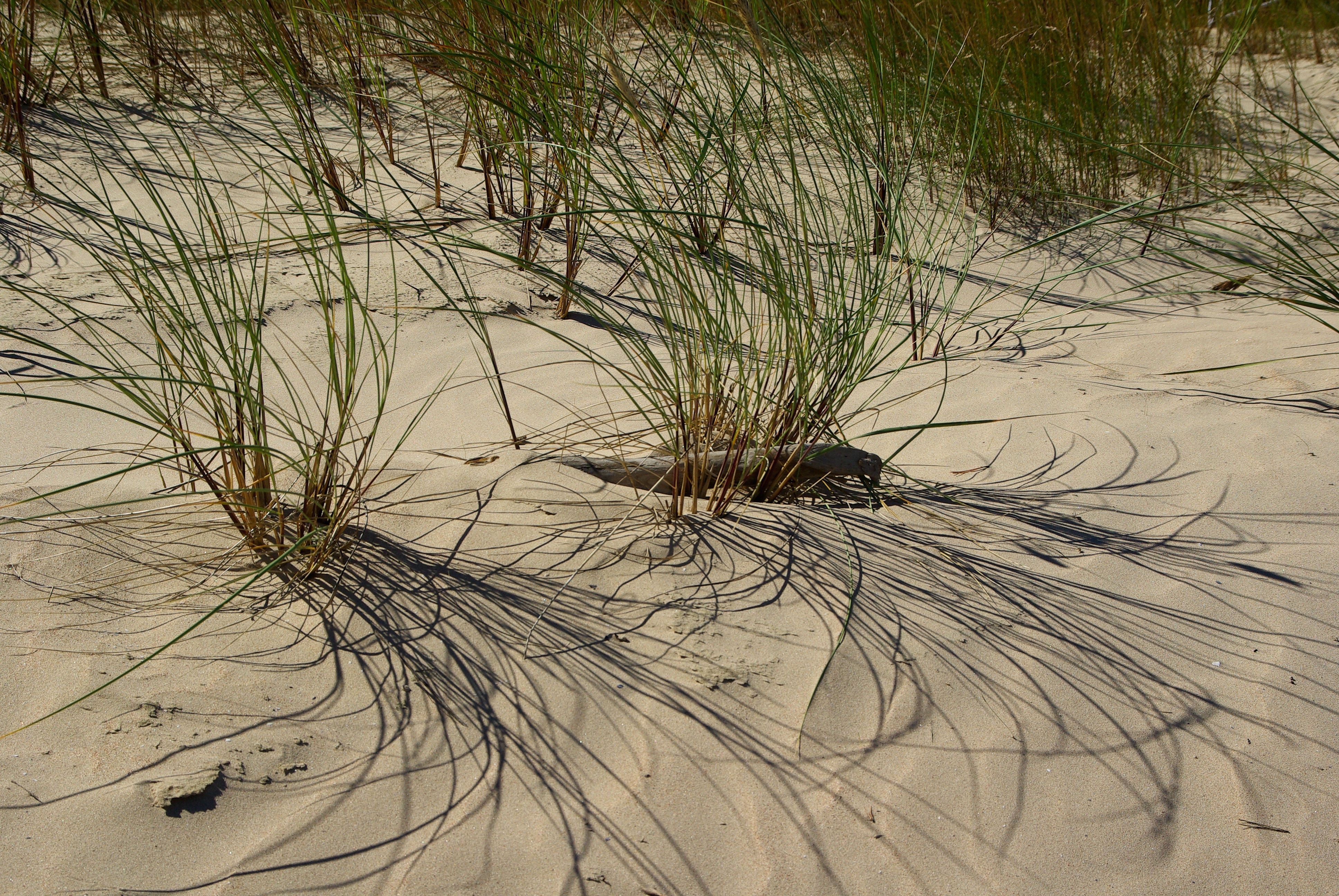 green grasses sprouting in sand