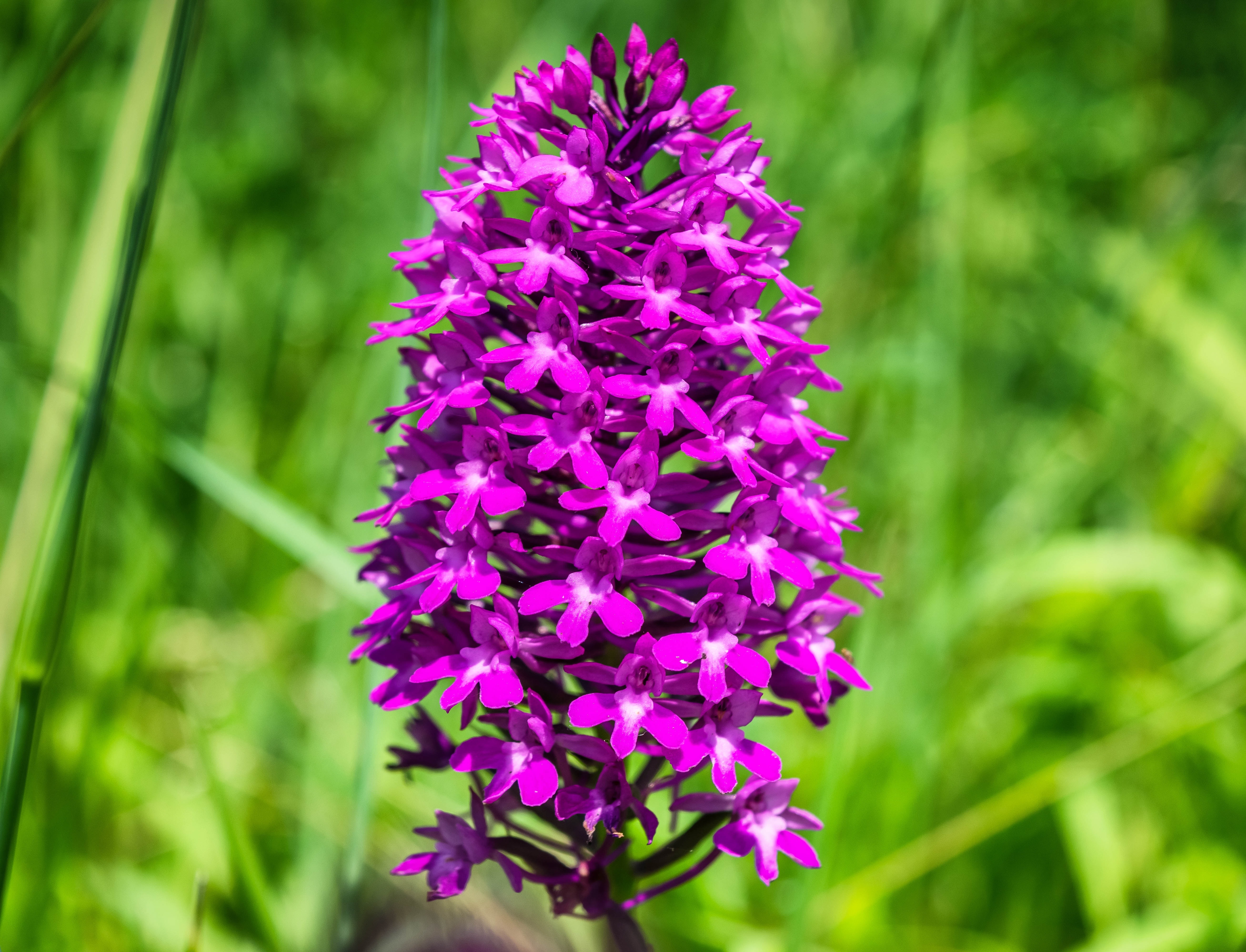 purple clustered flower
