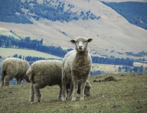 group of white sheep thumbnail