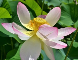 pink white lotus flower thumbnail