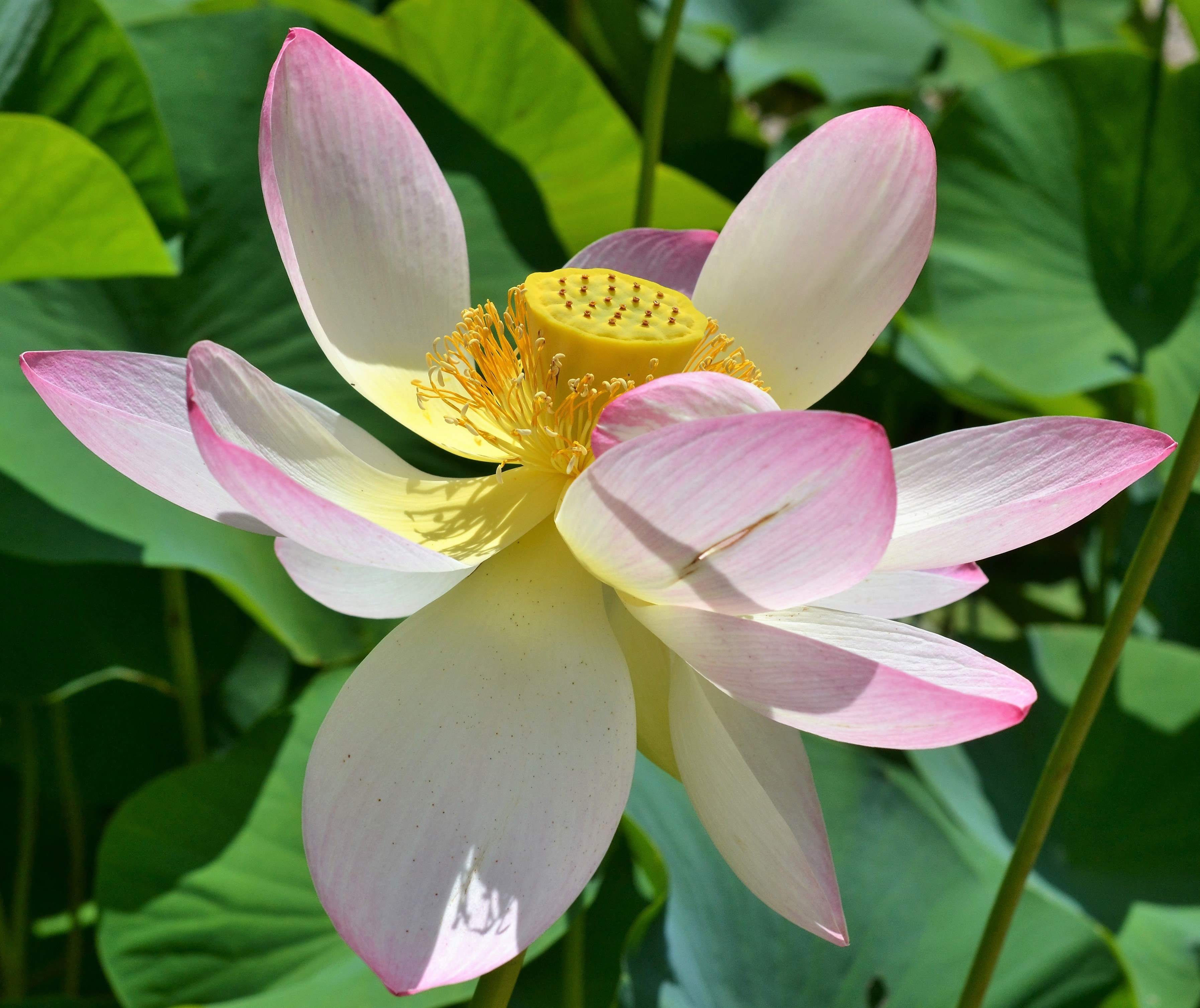 pink white lotus flower