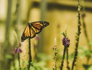 yellow and black butterfly on green plant thumbnail