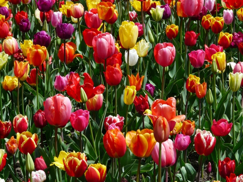 variety colored tulip flowers preview