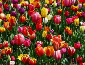 variety colored tulip flowers thumbnail