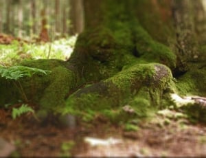 Poland, Tree, Nature, Babia Top, moss, no people thumbnail