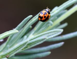 orange and black ladybug thumbnail