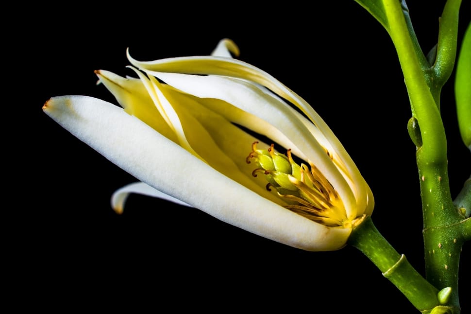 close-up photography of white petaled flower preview