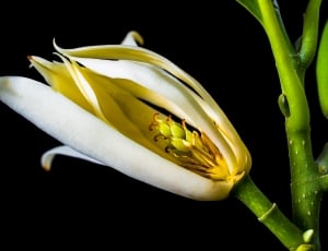 close-up photography of white petaled flower thumbnail
