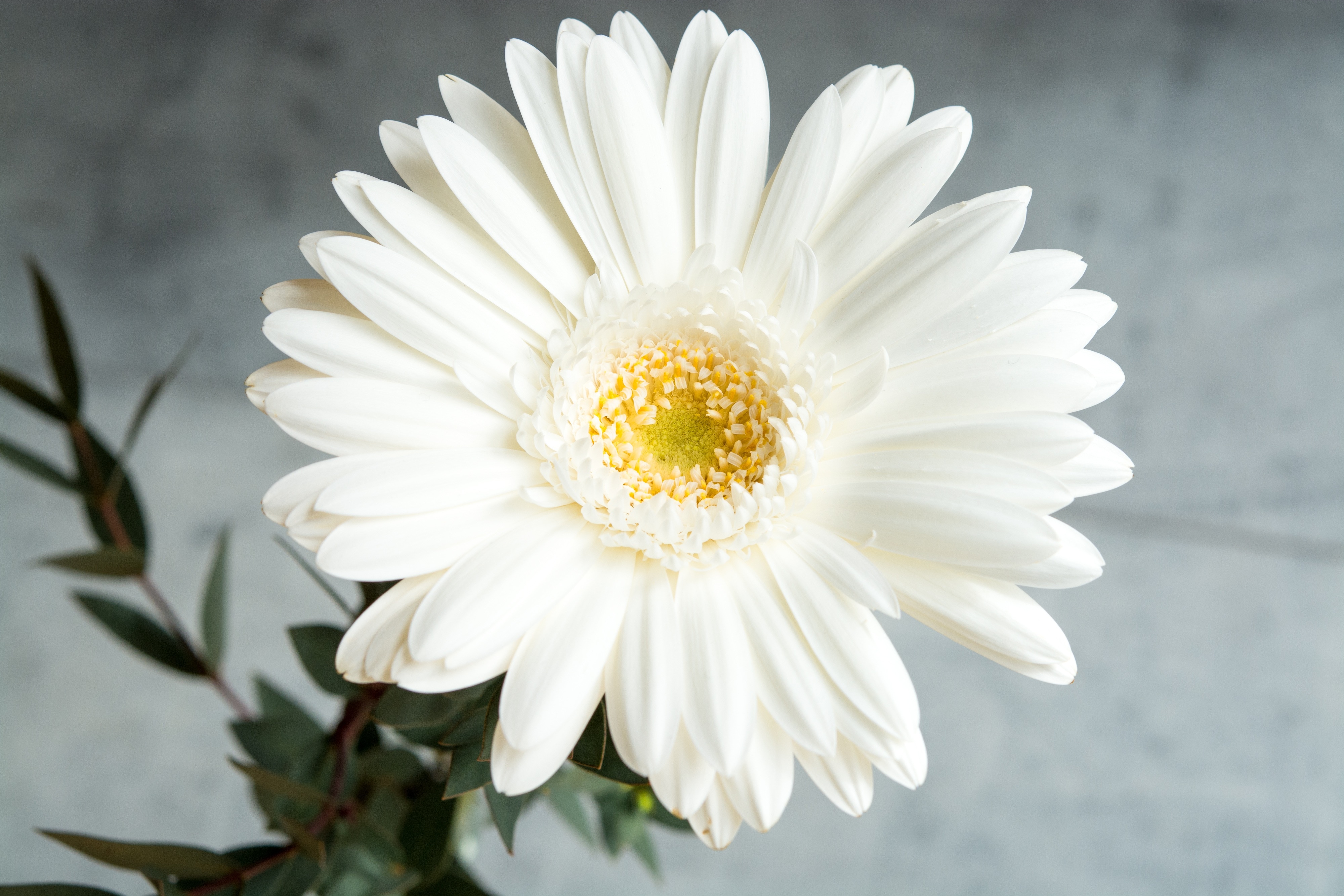 white daisy