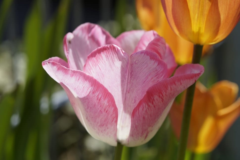 pink tulip flower preview