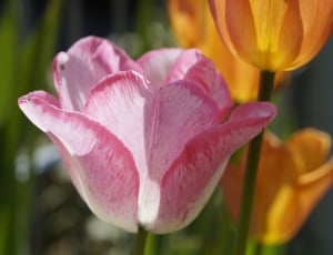 pink tulip flower thumbnail