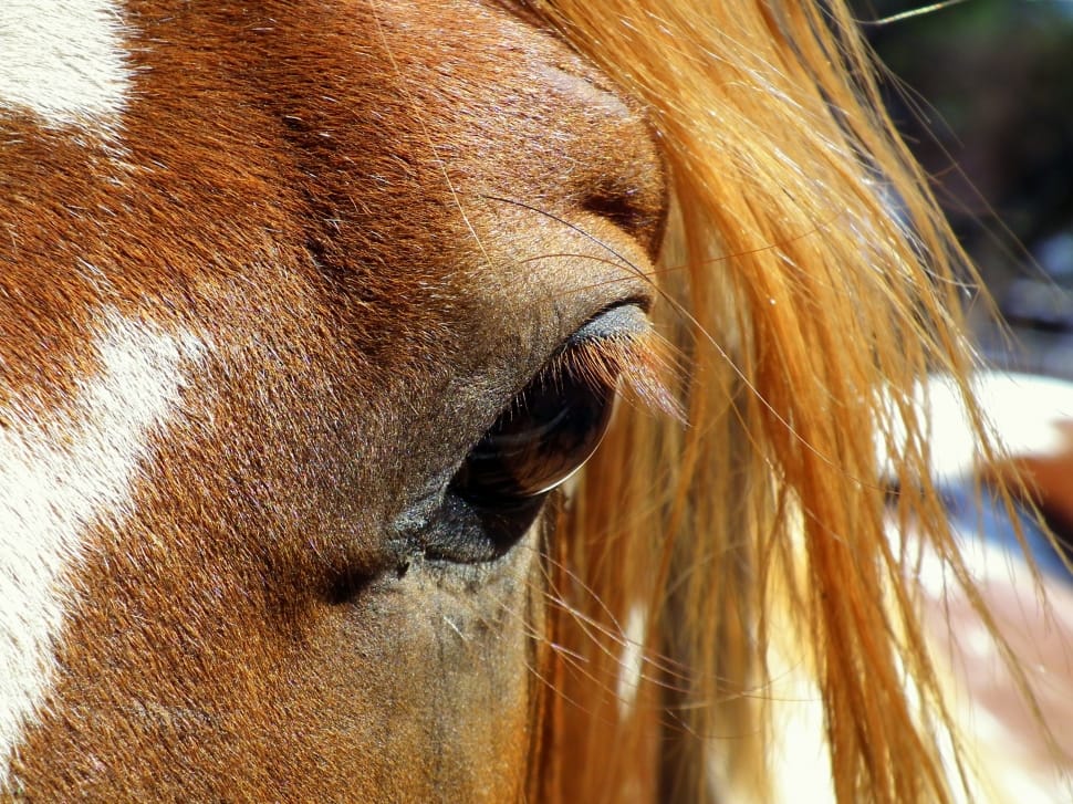 Face, Eye, Close-Up, Head, Horse, Mare, one animal, animal themes preview