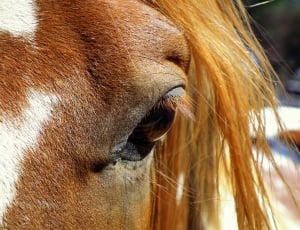 Face, Eye, Close-Up, Head, Horse, Mare, one animal, animal themes thumbnail