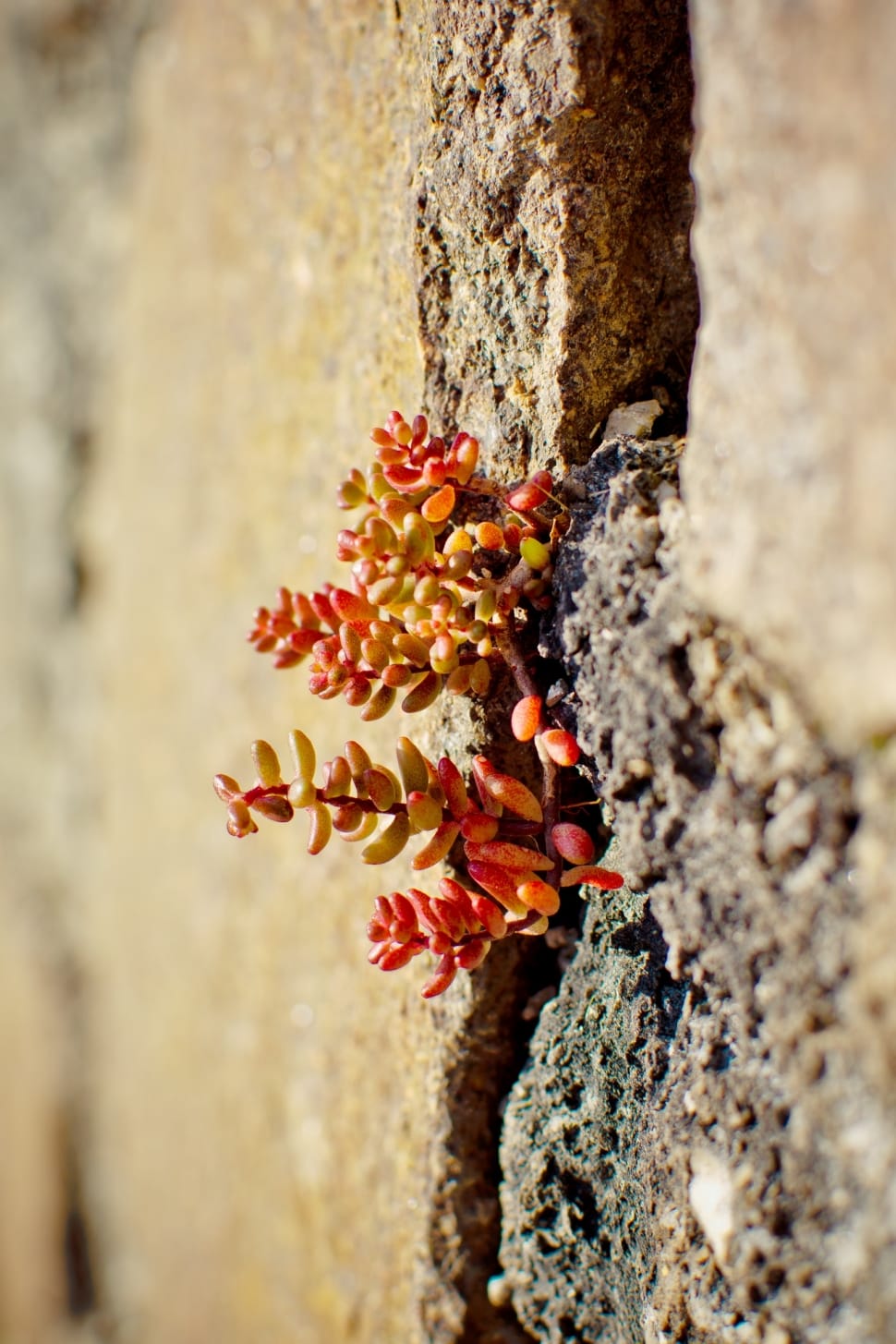 red leaf plant between concrete crack preview