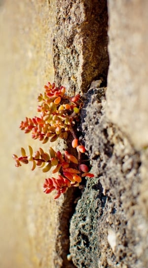 red leaf plant between concrete crack thumbnail