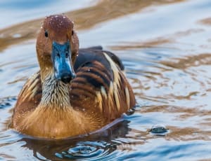 black and brown duck thumbnail