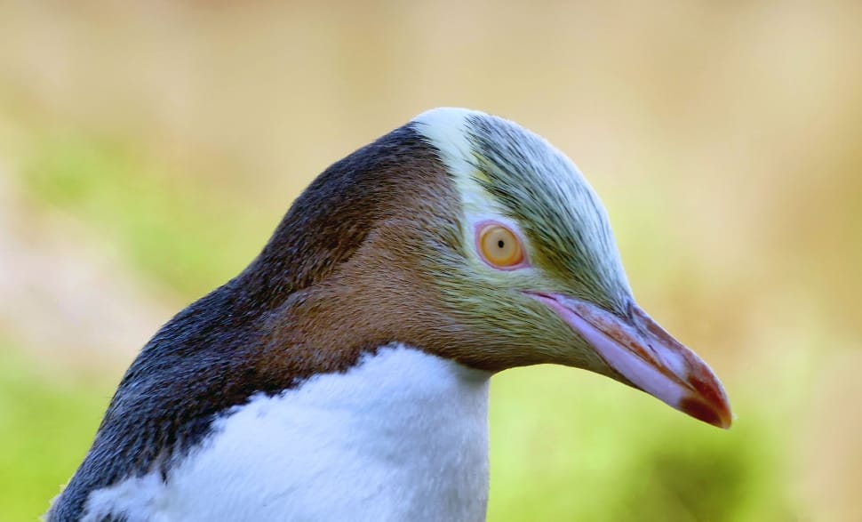 The yellow-eyed penguin. NZ preview