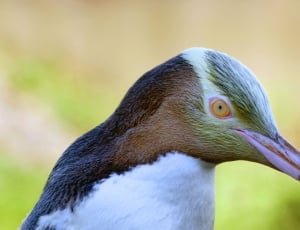 The yellow-eyed penguin. NZ thumbnail